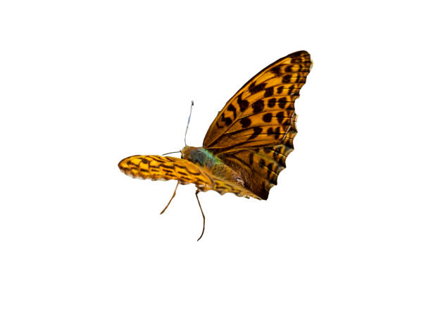 Beautiful butterfly isolated on white background.