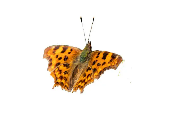 fritillary butterfly on a white background