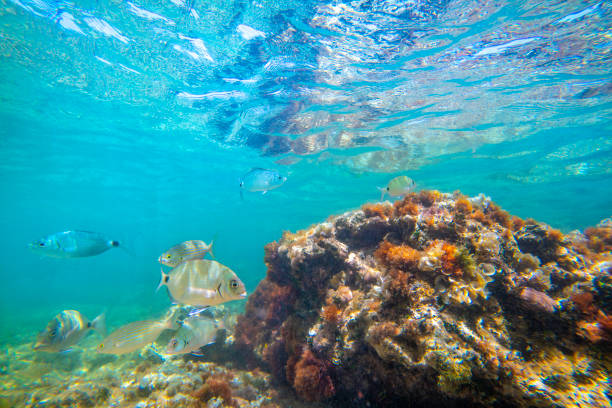 Mediterranean underwater landscape reef with fishes in Spain