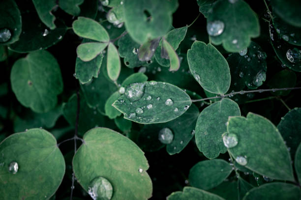istock Dark green leaves with water drops 1262997105