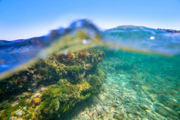 Mediterranean underwater landscape reef in Spain with colorful algae