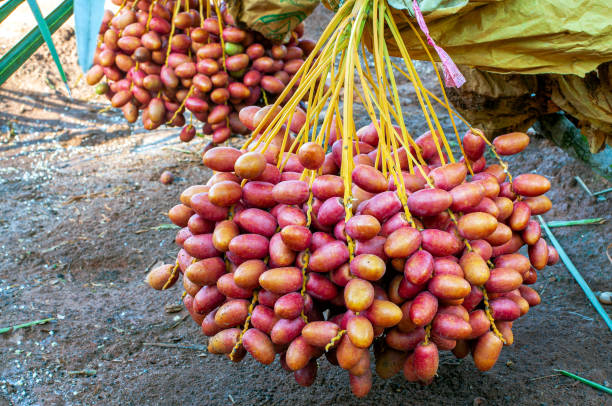 istock Bunch of Fresh Red Date Fruit hanging on Date Fruit Palm tree. 1262997228