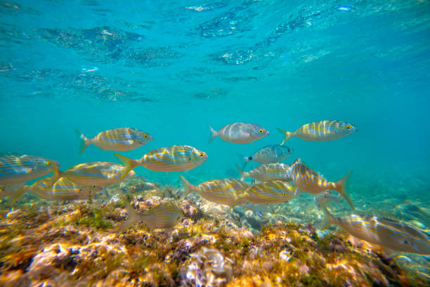 istock Mediterranean underwater landscape reef with fishes 1262997334