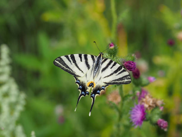 papillon de queue d’hirondelle de voile s’asseyant sur la fleur de chardon - scarce swallowtail photos et images de collection