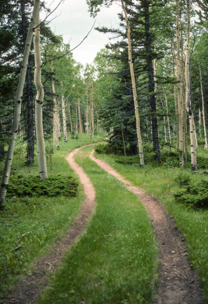 Colorado - Aspen Road Vertical - 1990