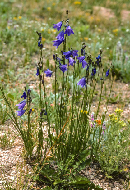 Colorado - Blue Bell Flower - 1990
