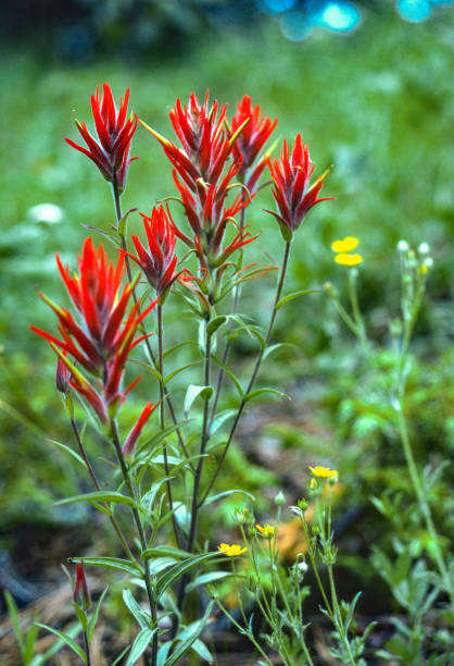 istock Colorado - Indian Paintbrush Flower - 1990 1262999573