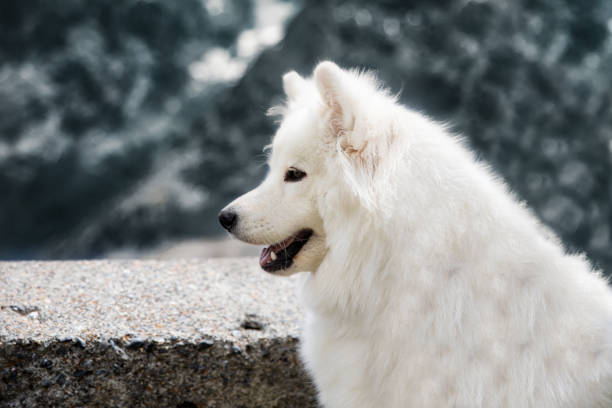 istock samoyed dog on top of mountain in Stelvio pass 1263003219