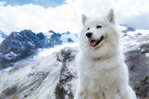 самосемная собака на вершине горы в перевале стельвио - winter dog non urban scene horizontal стоковые фото и изображения