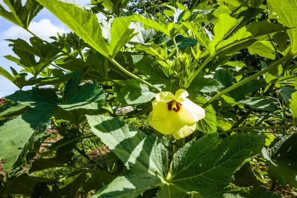 Photo of Abelmoschus esculentus, known in many English-speaking countries as ladies' fingers or ochro, is a flowering plant in the mallow family. It is valued for its edible green seed pods.