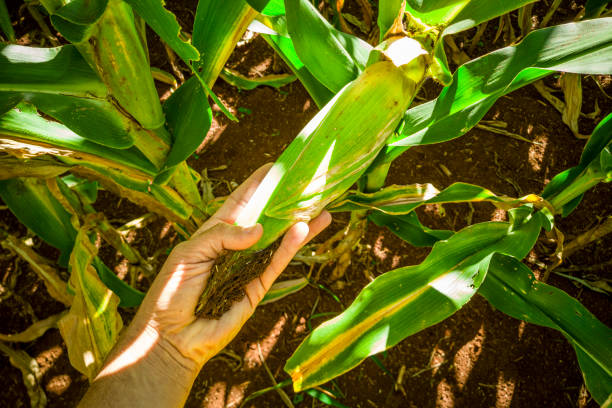 istock Beautiful cornfield, corn plantation and blue sky 1263003446