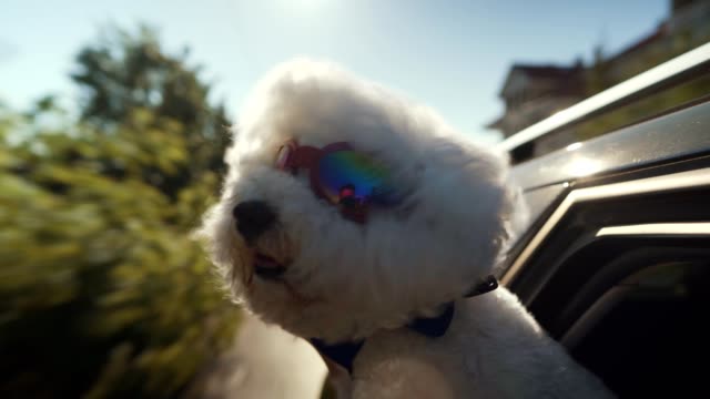 Bichon Frise with protective sunglasses looking out the open window and enjoying the car ride.