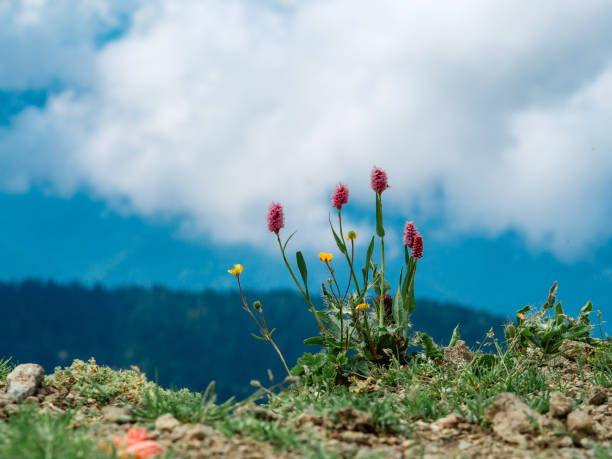 The bushes and weeds on the mountain range. parque nacional