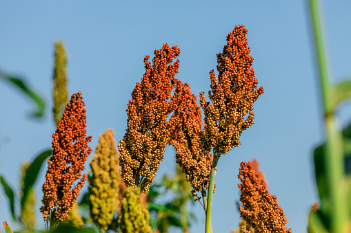 Sorghum bicolor is a genus of flowering plants in the grass family Poaceae. Native to Australia, with the range of some extending to Africa, Asia and certain islands in the Indian and Pacific Oceans.