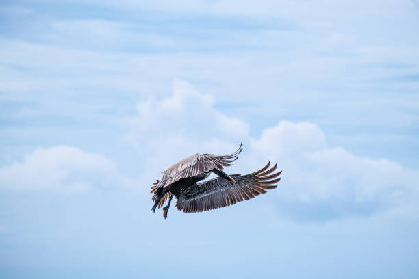 Detailed action shot of a pelican hunting for fish in the ocean.