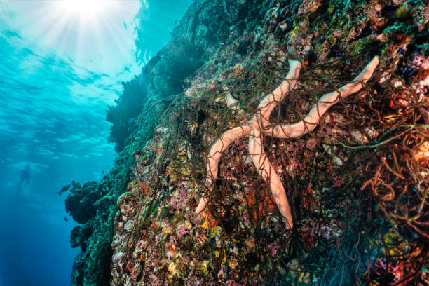 Ghost net pollution entangled star fish Large amounts of discarded fishing net have been discarded on this underwater coral reef. One seastar is tangled in it. These abandoned or obsolete items are known as ‘Ghost Nets’ and are responsible for the deaths of huge amounts of Marine Life every year through entanglement and consumption. After taking the image I released the tangled creature. Location is Phi Phi islands, Krabi province, Thailand. plastic marine life stock pictures, royalty-free photos & images