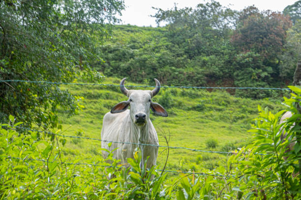 A brahman floppy eared cow stares at the camera through barbed wire in a lush field in Costa Rica.