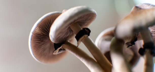 professional growing of psilocybin mushrooms in america. scienti - shiitake mushroom edible mushroom mushroom dry imagens e fotografias de stock