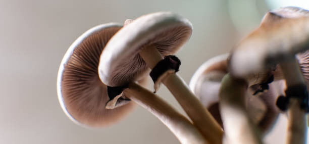 профессиональное выращивание псилоцибин грибов в америке. научные науки - shiitake mushroom edible mushroom mushroom dry стоковые фото и изображения
