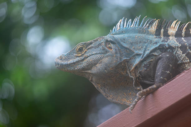 Local black spiny tailed iguana in Costa Rica sunbathes on a porch overlooking the jungle.