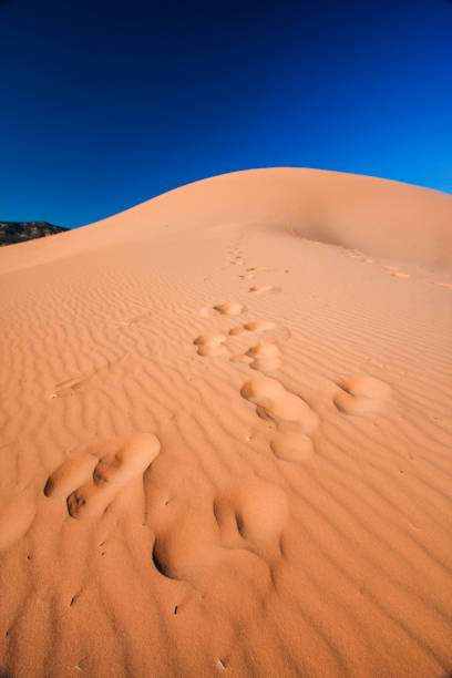 istock Footprints on a trail at Coral Pink Sand Dunes State Park, UT. 1263006200