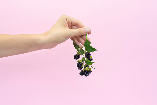 Blackberry branch in female hand isolated on light pink background. Bramble or dewberry in hand.