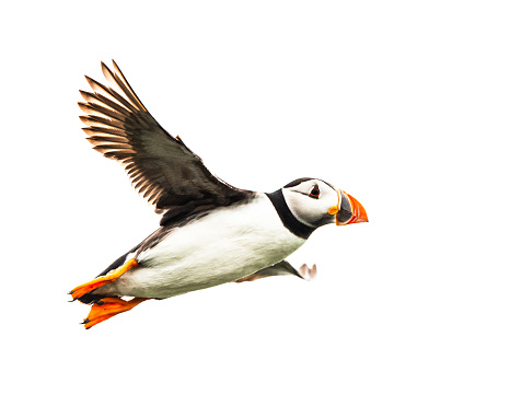 An Atlantic Puffin in flight against a white background. Photographed in Scotland.