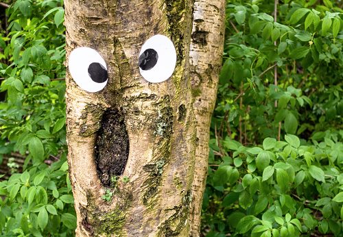 Wacky eyes giving a tree a shocked and confused expression.