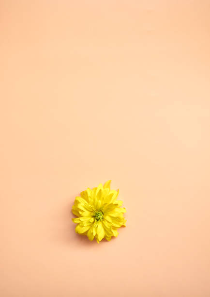 istock Macro flower. Natural background with Place for text. 1263011834