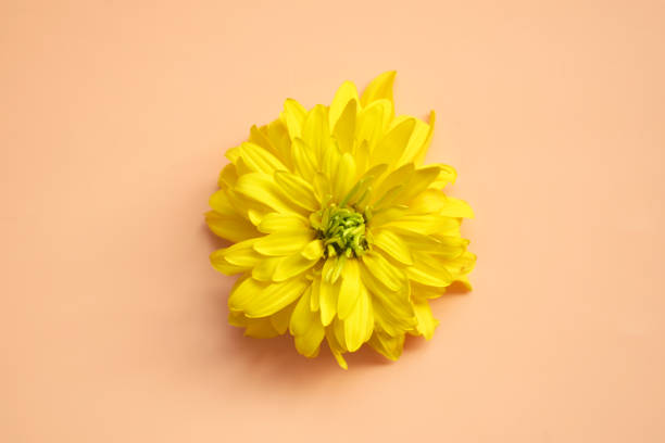 istock Macro flower. Natural background with Place for text. 1263011849