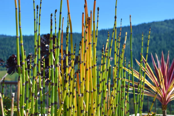 Rough Horsetail Snake Grass Equisetum Rough horsetail with yucca plant and mountain in a distance. horsetail bamboo stock pictures, royalty-free photos & images