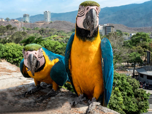 istock FREE MACAWS IN CARACAS! 1263012954