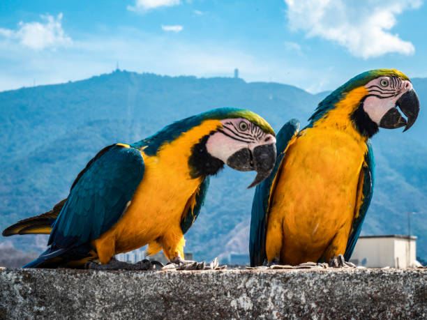 istock FREE MACAWS IN CARACAS! 1263013006