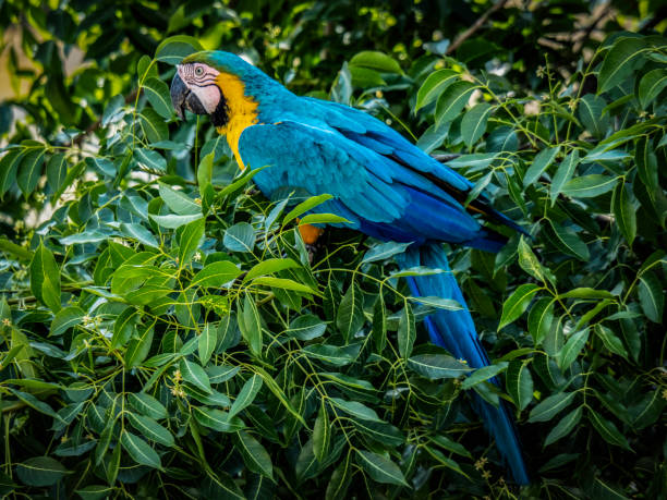 istock FREE MACAWS IN CARACAS! 1263013015