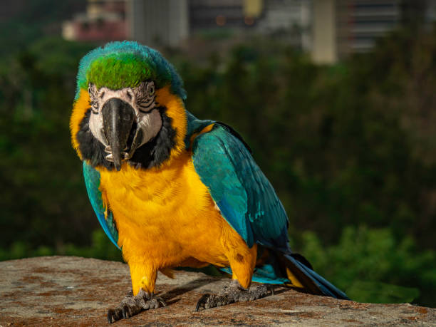 istock FREE MACAWS IN CARACAS! 1263013091