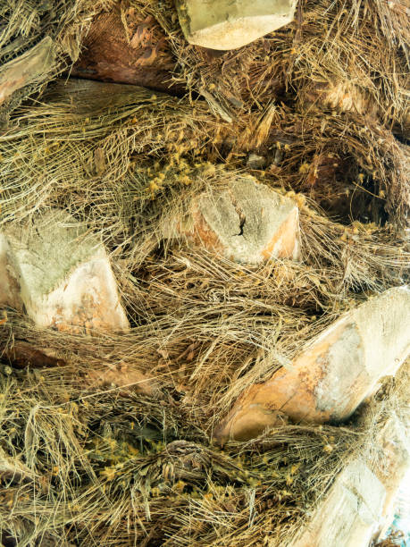 istock a fragment of a palm tree trunk closeup 1263013127