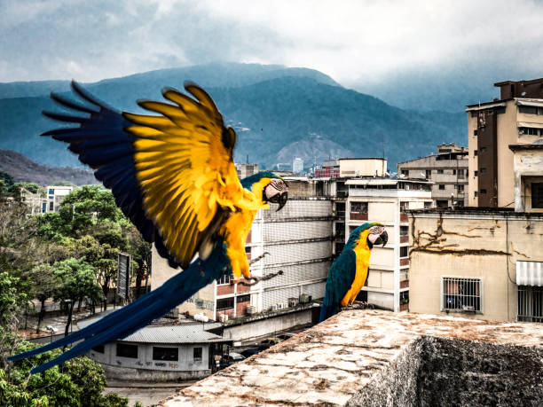istock FREE MACAWS IN CARACAS! 1263013173