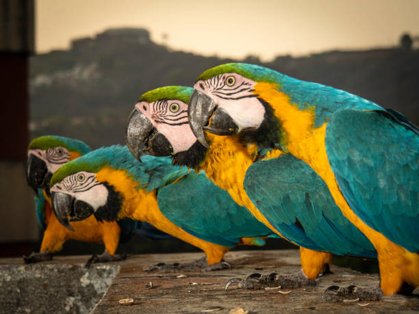istock FREE MACAWS IN CARACAS! 1263013175