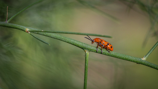 A ladybug crawls on a young plant in the vineyards