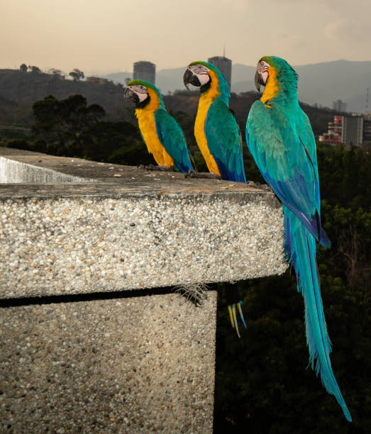 istock FREE MACAWS IN CARACAS! 1263013355