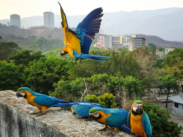 FREE MACAWS IN CARACAS! Macaws have become an icon in the City of Caracas since they were introduced about 30 years ago. Every day they fly free in Caracas and thousands of people feed and care for them, but always free. caracas stock pictures, royalty-free photos & images