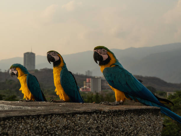 istock FREE MACAWS IN CARACAS! 1263013426