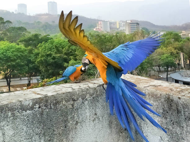 istock FREE MACAWS IN CARACAS! 1263013440