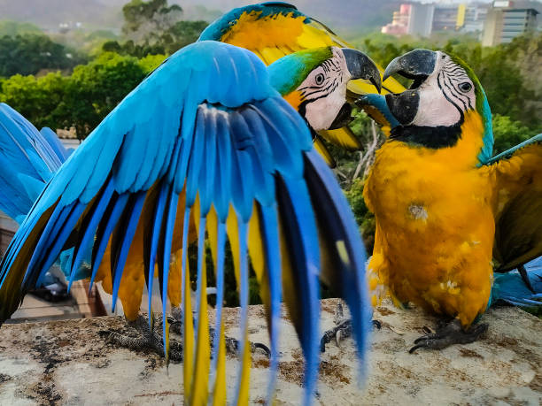 istock FREE MACAWS IN CARACAS! 1263013580