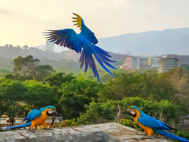 istock FREE MACAWS IN CARACAS! 1263014642