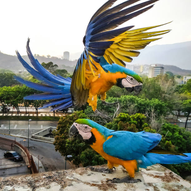 istock FREE MACAWS IN CARACAS! 1263014677