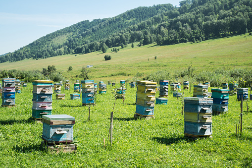 Beehives in the apiary. Beekeeping in Altai, Siberia.