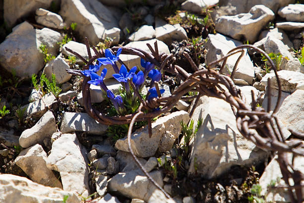 Barbed wire between mountain flowers, traces of the First World War in Dolomites