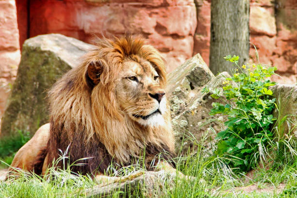 side view from a Adult berber lion looks around at Panthera leo leo stock photo