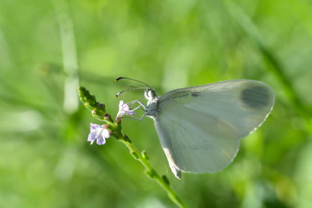 istock Beautiful white butterfly on flower 1263019394